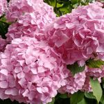 hur-man-beskar-hortensia-pa-hosten-hemligheter-for-forberedelser-for.jpg