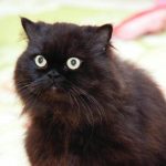 hur-man-forstar-att-katten-ar-kall-de-viktigaste-tecknen.jpg