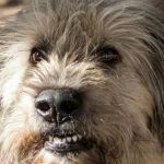 hur-man-tranar-sin-hund-att-hoppa-pa-manniskor-nar.jpg