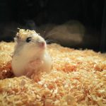 vad-ar-sand-for-en-hamster-hur-man-organiserar-ett.jpg