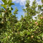 vad-man-ska-plantera-under-ett-appeltrad-for-att-forbattra.jpg