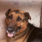 varfor-din-hund-ler-dechiffrera-ditt-husdjurs-ansiktsuttryck-och-kroppssprak.jpg