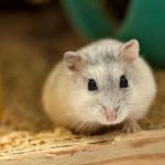 varfor-en-hamster-bygger-ett-bo-hur-man-skiljer-modersinstinkt.jpg