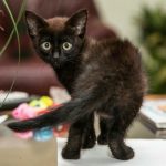 varfor-en-katt-gnider-sig-mot-dig-dechiffrering-av-de.jpg