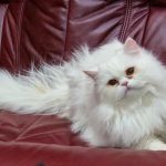 varfor-en-katt-gommer-leksaker-i-matskalen-dolda-instinkter-hos.jpg