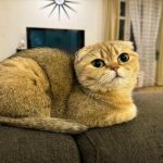 varfor-en-katt-kisar-nar-den-tittar-pa-dig-dechiffrera.jpg
