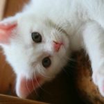 varfor-en-katt-rullar-runt-framfor-sin-agare-den-dolda.jpg