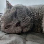 varfor-en-katt-viftar-pa-svansen-dechiffrera-ditt-husdjurs-dolda.jpg